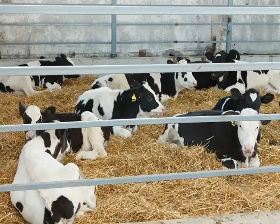 Heavy-duty cattle panel fence for livestock enclosures.